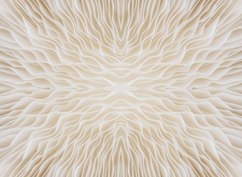 background macro of mushroom