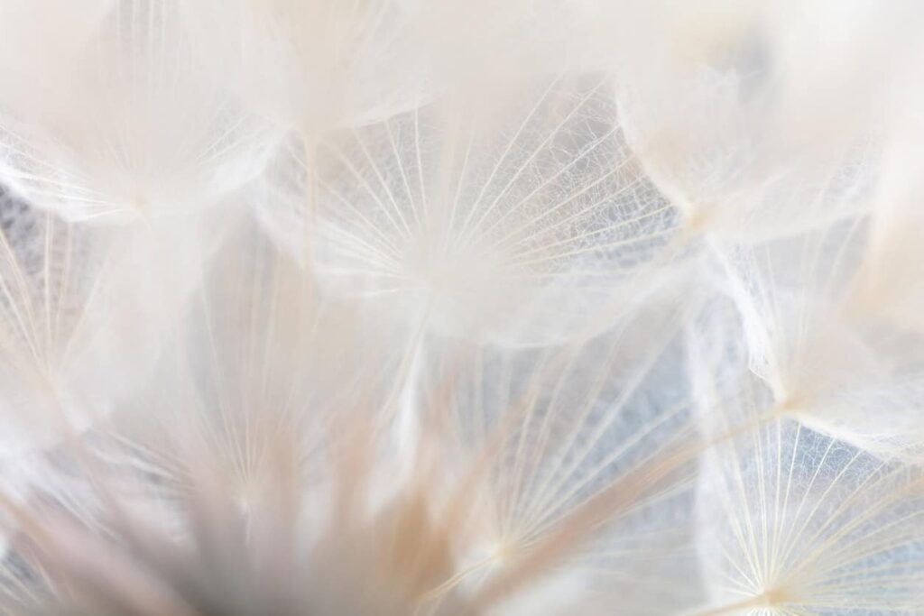 Abstract dandelion macro flower background. Seed macro closeup. Soft focus