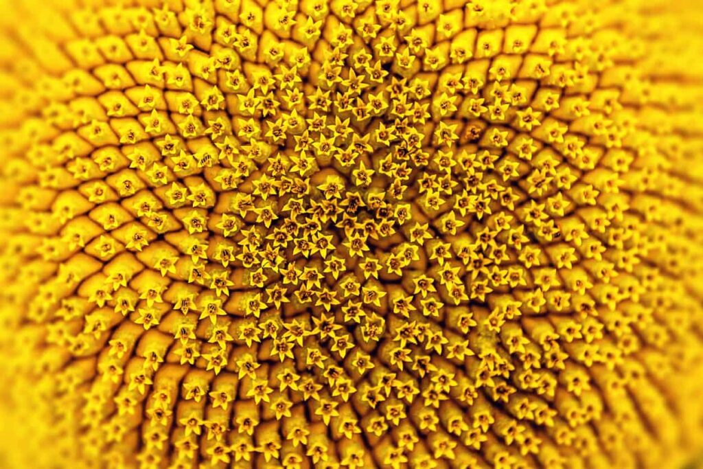 Sunflower Close-up