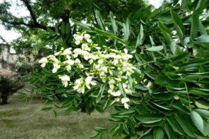 Blossoming tree branch with blurred background. Spring