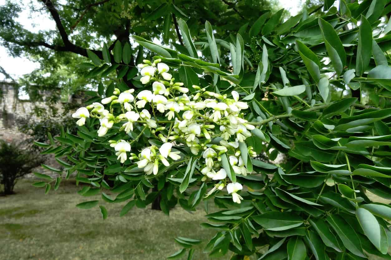 Blossoming tree branch with blurred background. Spring