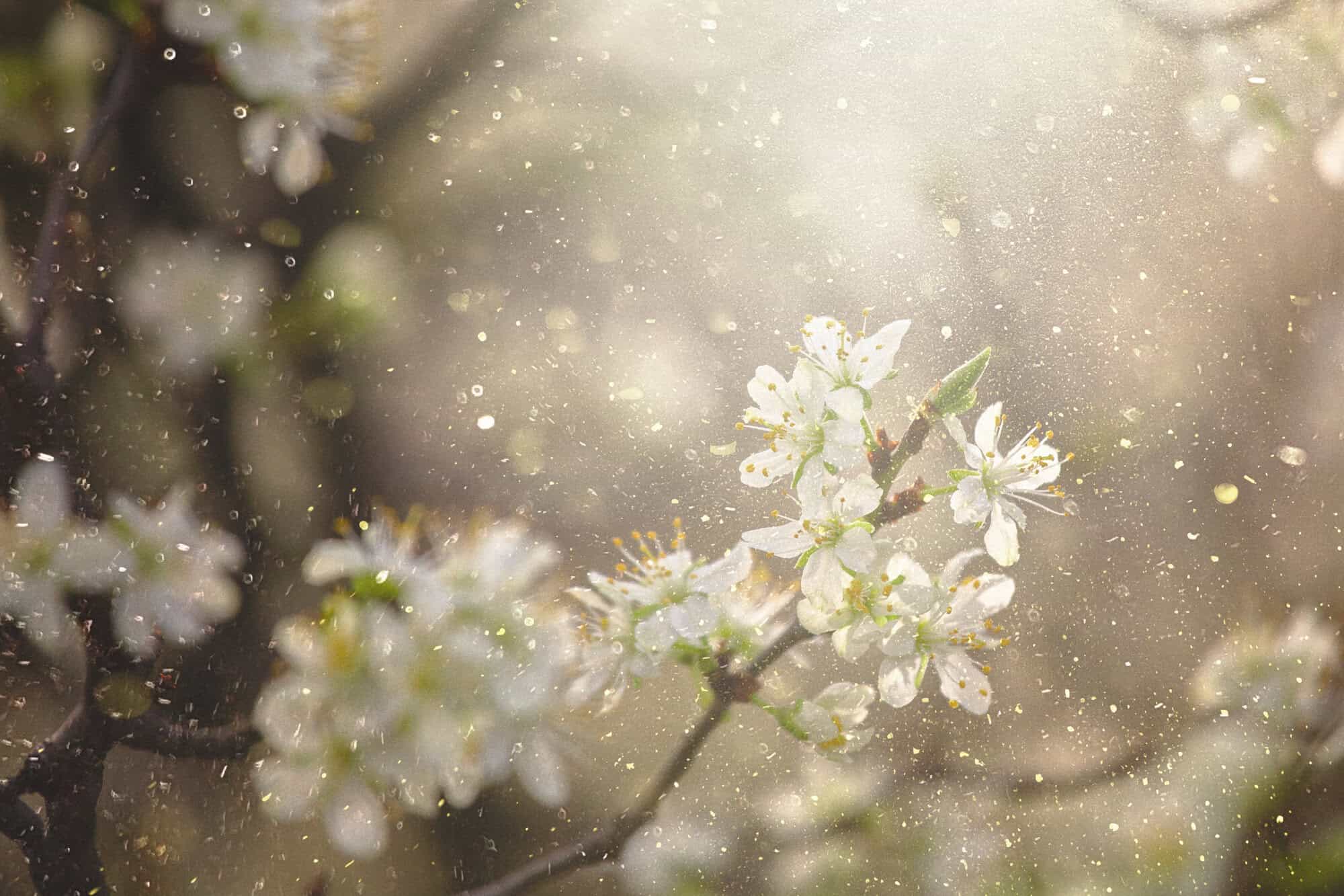In this close-up photo of beautiful flowers, we can see the delicate petals and the intricate details of the stamen, which is covered in a fine dusting of golden pollen. The air is alive with the tiny particles, which appear to dance in the gentle breeze. However, for those who suffer from allergies, this stunning scene may be bittersweet, as the pollen can trigger uncomfortable symptoms such as sneezing, itching, and watery eyes. Nevertheless, it is hard to deny the sheer beauty of this flower and the mesmerizing effect of the pollens in the air.